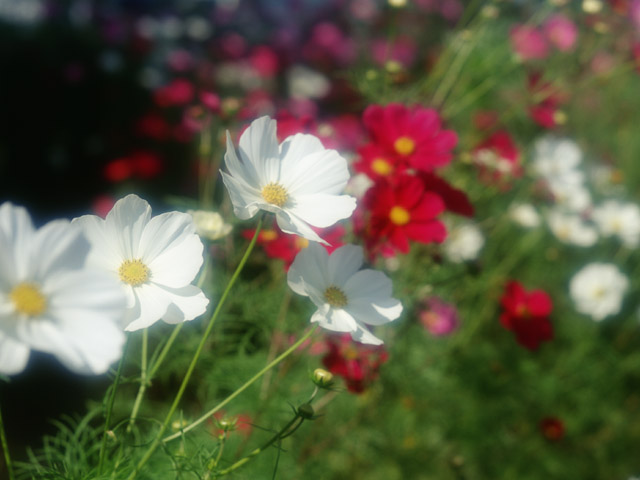 コスモス　【秋桜】