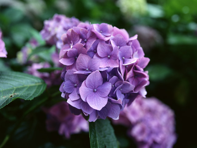 紫陽花 【アジサイ】